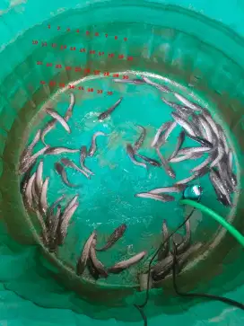 Ikan Lele Segar