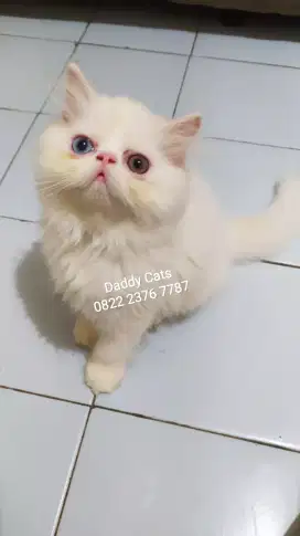 Odd Eyes Kitten Peak Jantan Siap Anter Jateng Pembyrn Kl Sampe Rumah