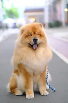 Lowongan kasir pet salon