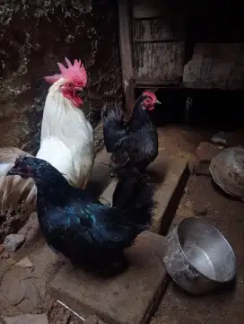 Ayam kate lokal