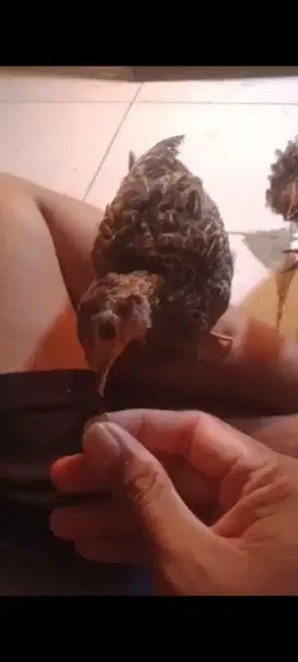 ayam hutan hijau sepasang  usia 2 bulan