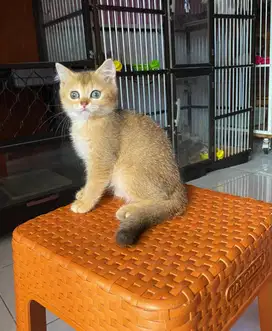 Kucing kitten british shorthair golden female