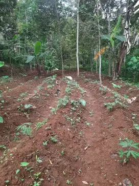 Tanah Sertifikat Hak Milik Lokasi Strategis