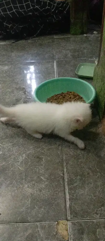 Kucing Persia baby