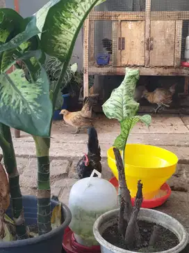 Ayam Kate Remaja 4 ekor
