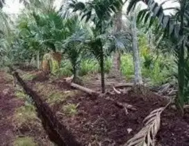 JUAL KEBUN PINANG 2,5Ha PINGGIR AKSES JALAN JEPANG