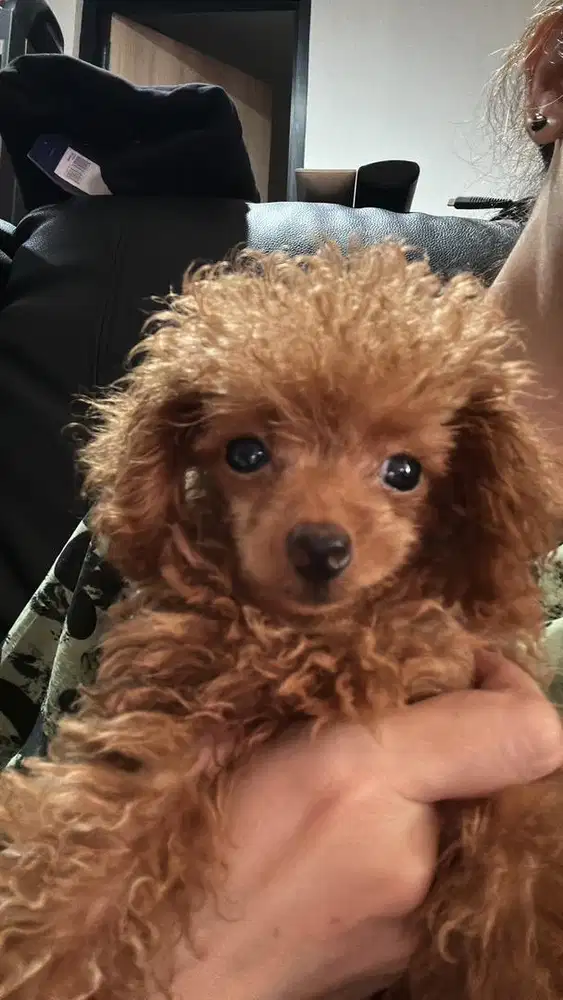 Puppy Red toy poodle