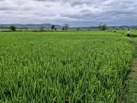 Dijual sawah lokasi strategis