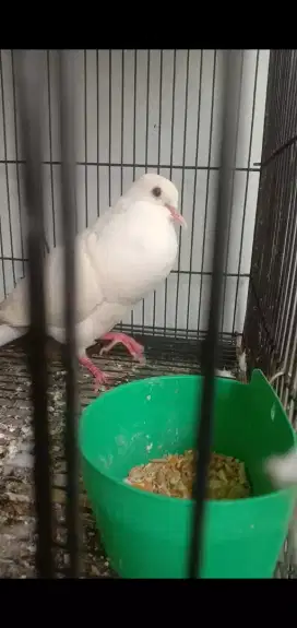 Puter albino mm gacor