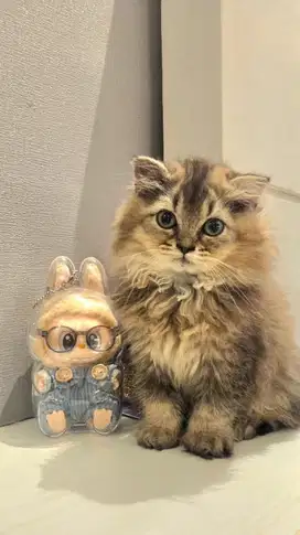 Lepas adopt Kitten golden Long hair 3 bulan