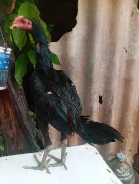 Ayam bangkok 3 bulan