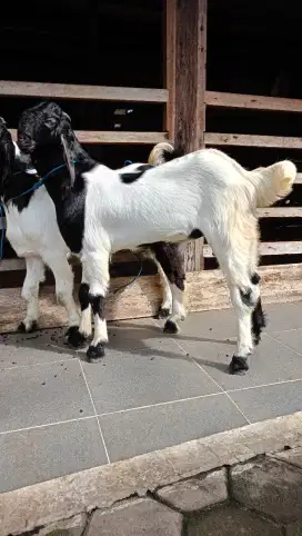 sedia kambing domba aqiqah, paket aqiqah, kambing hidup, potong cacah.