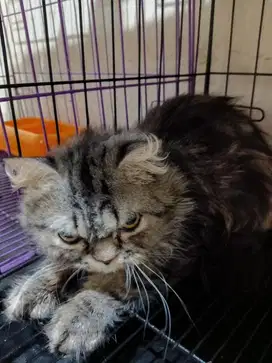 lepas adop kucing