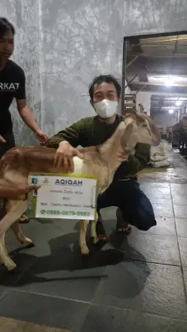 sedia kambing domba aqiqah, paket aqiqah, kambing hidup, potong cacah.