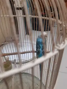 Jual burung parkit gacoran jantan pulset