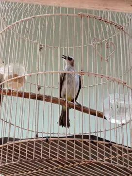 Jual Burung trucuk