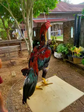 Jual ayam bangkok