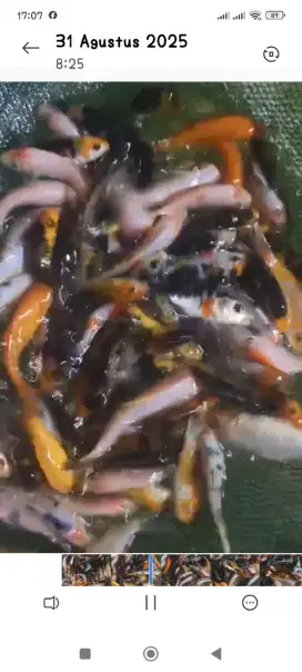 Bibit ikan koi uk 6-9cm