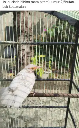 Jalak suren leucistic