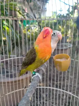 Lovebird split pf split ino MM