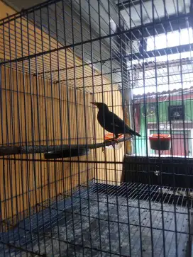 Burung jalak gacor