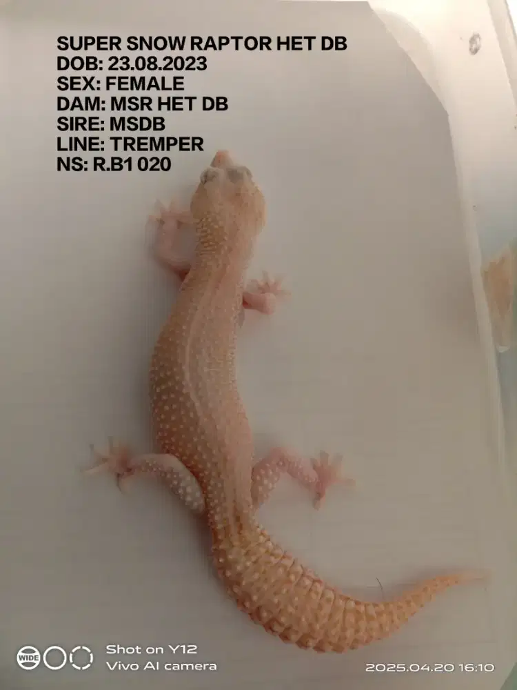 Leopard gecko supersnow raptor