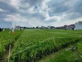 Tanah Kavling 5 Unit Siap Bangun Hunian atau Kost di Solo