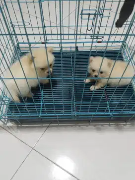Anak anjing minipom