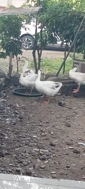 angsa putih/soang