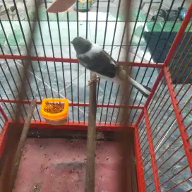 Burung kenari loper panda wiksar
