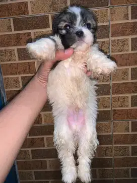 Anak anjing mini lucu shitzu maltipo
