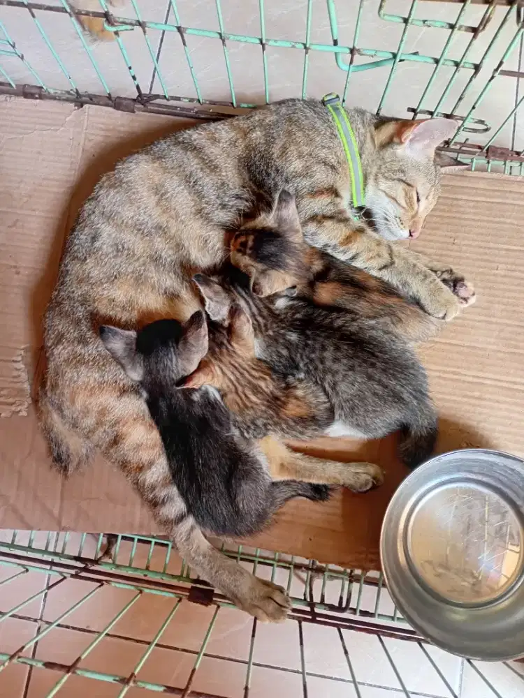 Yg minat mengadopsi anak.kucing