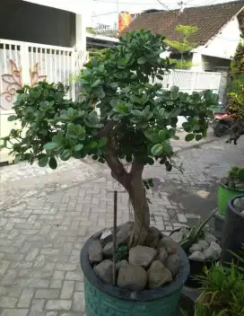 Tanaman Bonsai Cantik