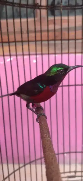 Burung kolibri ninja