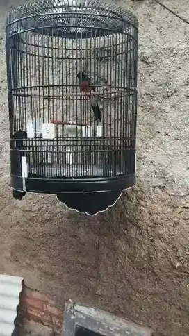 Burung murai/mb/murai batu