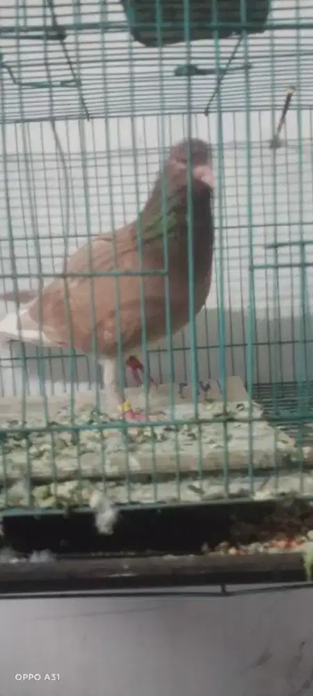 Burung dara trah Pekalongan