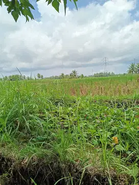 Tanah kontrak dekat nyanyi buit
