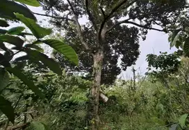 Kebun kopi subur view gunung watukau di tabanan