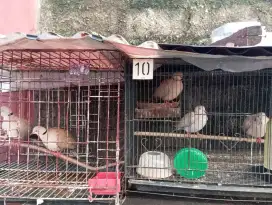 Burung Puter 2 Pasang
