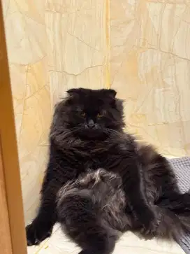 Kucing Scottish Fold