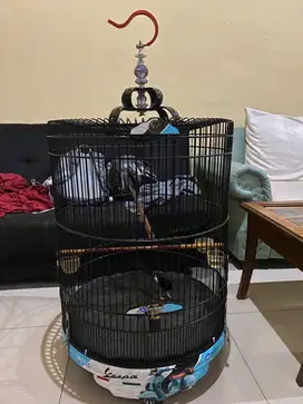 Jual kandang murai , kenari , burung kecil