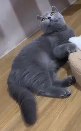 Kucing british short hair bsh british short hair
