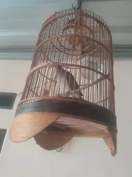 Di jual burung puter silangan burung aja 50 rb + kandang 100 rb wa aja