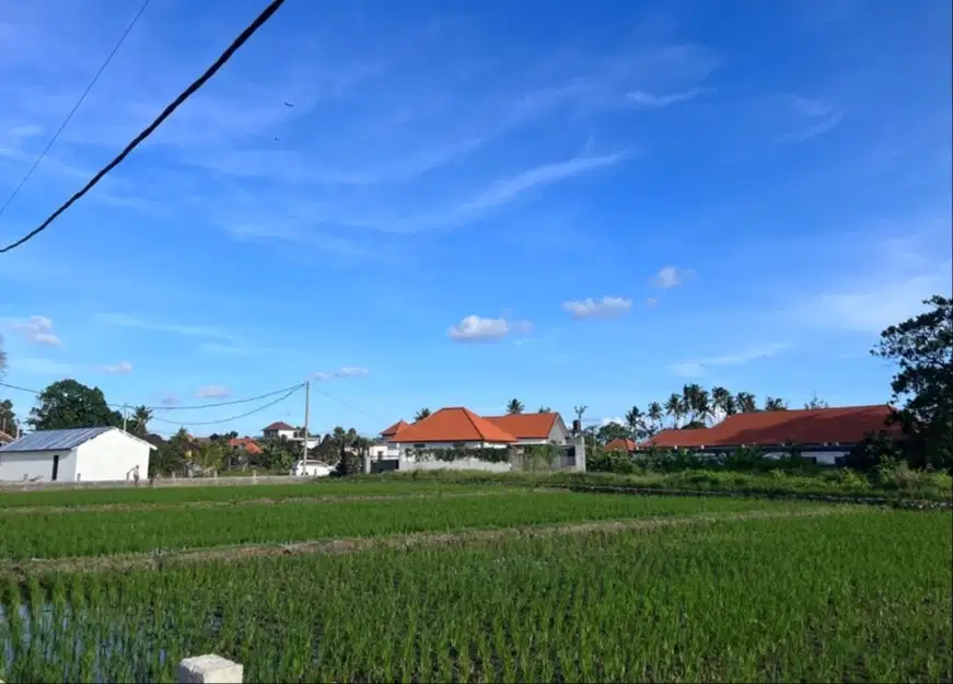 Disewakan Tanah 15 Are Zona Pink Canggu Cemagi