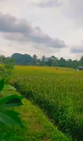 dijual sawah 4030 meter kp pentas kupahandap