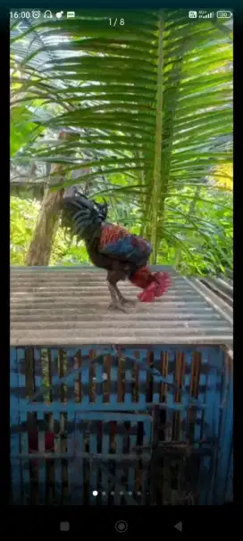 Jual ayam pelung 4 Ekor