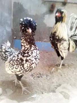 Aneka ayam hias