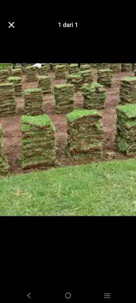 JUAL RUMPUT DAN JASA LANDSCAPE