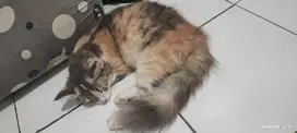 Kucing Persia usia 8 bulan