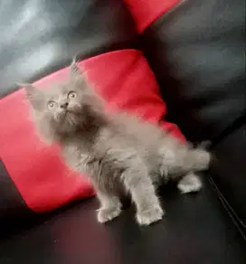 Kitten sepasang blue solid..